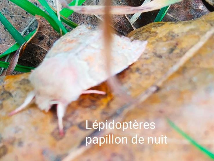 JPEG - 65.5 ko