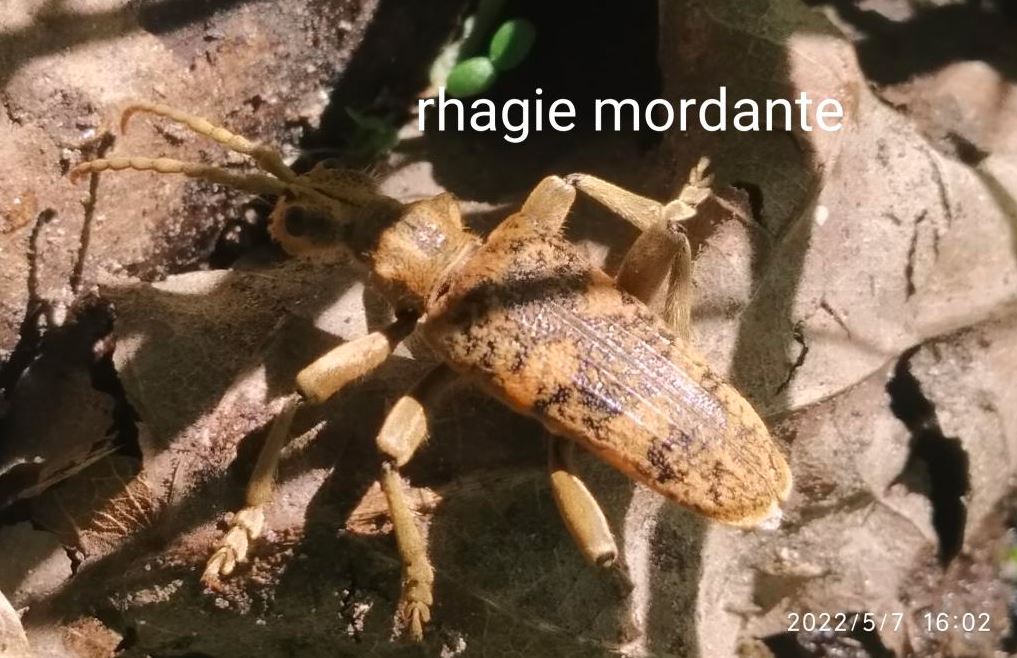 JPEG - 122.8 ko