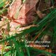 Consulter cet album